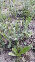 Plantago helleri