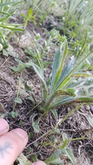 Plantago helleri
