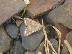 Loxostege munroealis