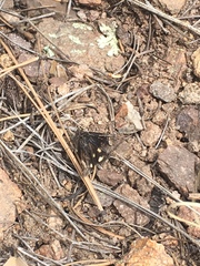 Litocala sexsignata