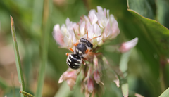 Anthidium chilense