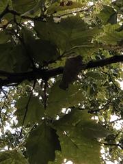 Platanus occidentalis