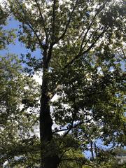 Platanus occidentalis