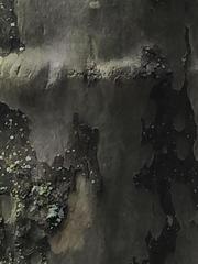 Platanus occidentalis