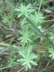 Galium uliginosum