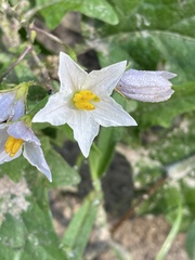 Solanum carolinense floridanum