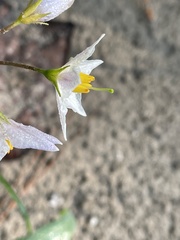 Solanum carolinense floridanum