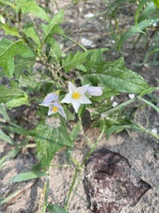 Solanum carolinense floridanum