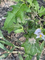 Solanum carolinense floridanum