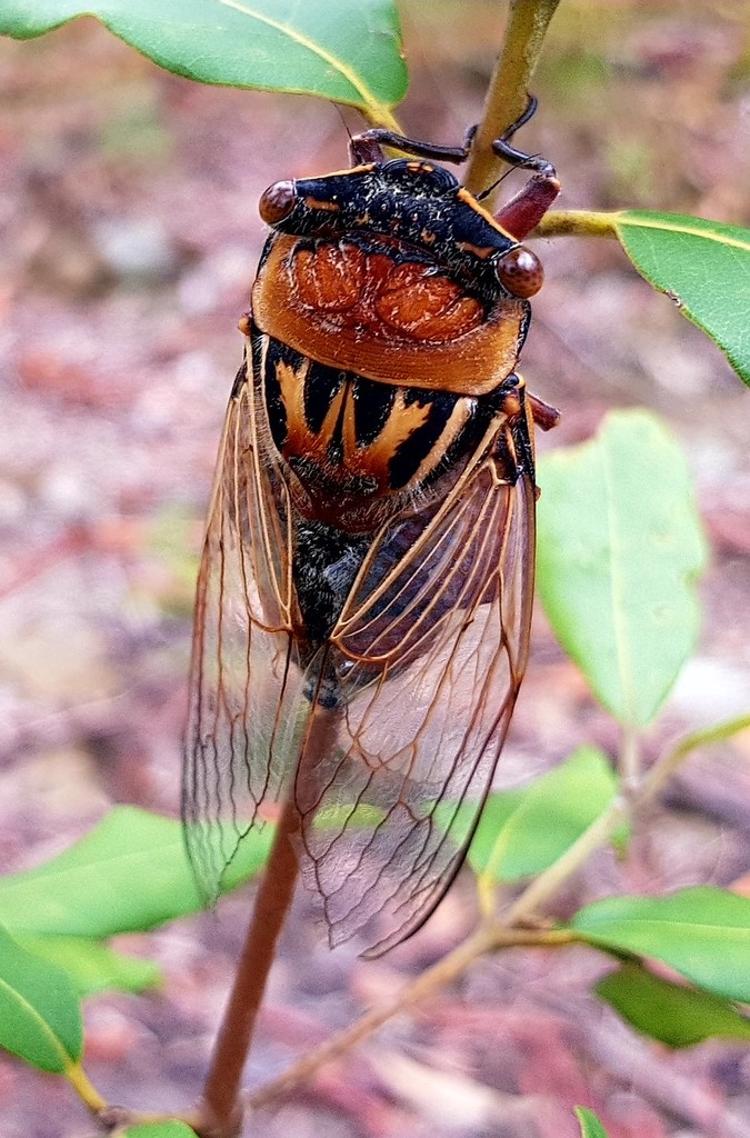Eastern Double Drummer