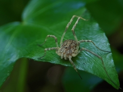 Odiellus spinosus