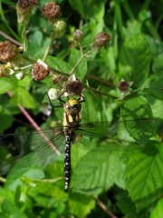 Aeshna cyanea