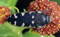Acmaeodera obtusa