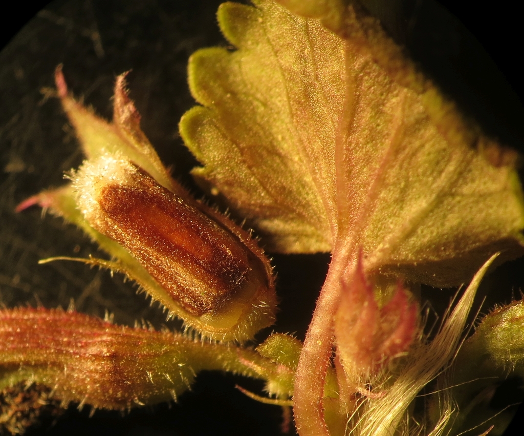 Janetiella glechomae