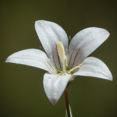 Wahlenbergia stellarioides