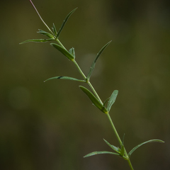 Wahlenbergia stellarioides