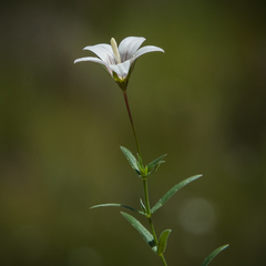 Wahlenbergia stellarioides