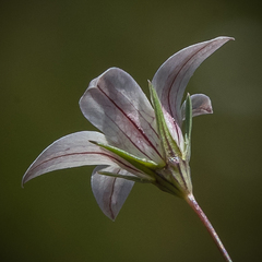 Wahlenbergia stellarioides