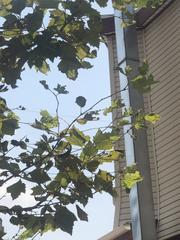 Platanus occidentalis