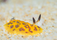 Halgerda indotessellata