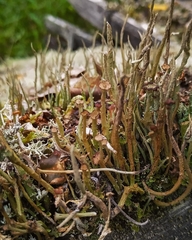 Cladonia cornuta