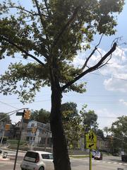 Platanus occidentalis
