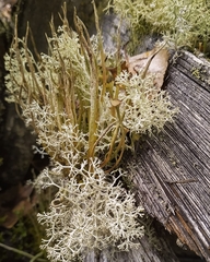Cladonia cornuta
