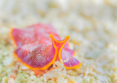 Pseudoceros ferrugineus