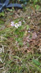 Euphrasia wettsteinii