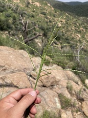 Leptochloa dubia