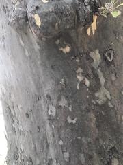 Platanus occidentalis