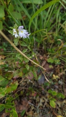 Euphrasia wettsteinii