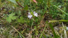 Euphrasia wettsteinii
