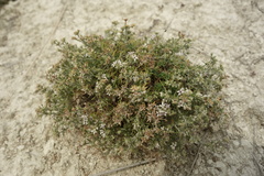 Asperula tephrocarpa