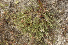 Asperula tephrocarpa