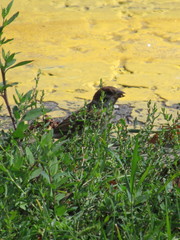 Passer montanus montanus