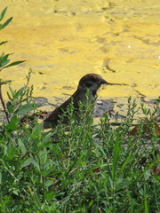 Passer montanus montanus
