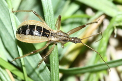 Fitchia aptera