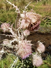 Cirsium nivale