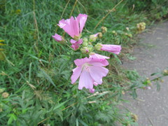 Malva excisa
