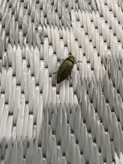 Buprestis striata