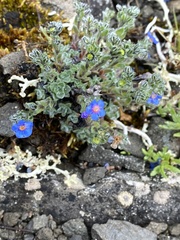 Eritrichium aretioides