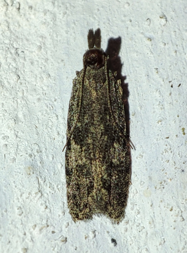 Anarsia eleagnella