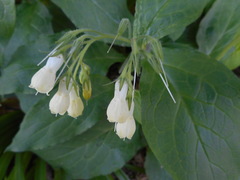 Symphytum tuberosum