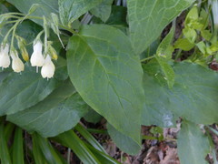 Symphytum tuberosum