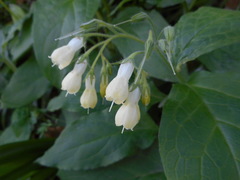 Symphytum tuberosum