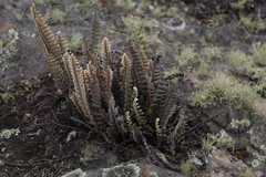 Pleopeltis bombycina