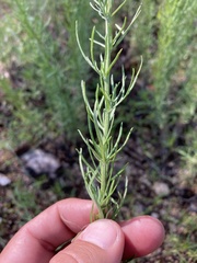 Artemisia carruthii wrightii