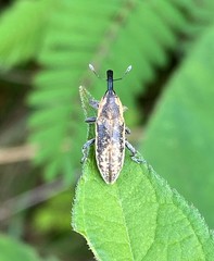 Lixus scrobicollis