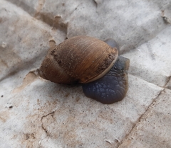 Chiliborus chilensis